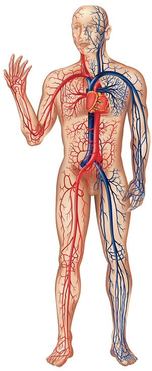 Le système vasculaire séparé pour mieux comprendre